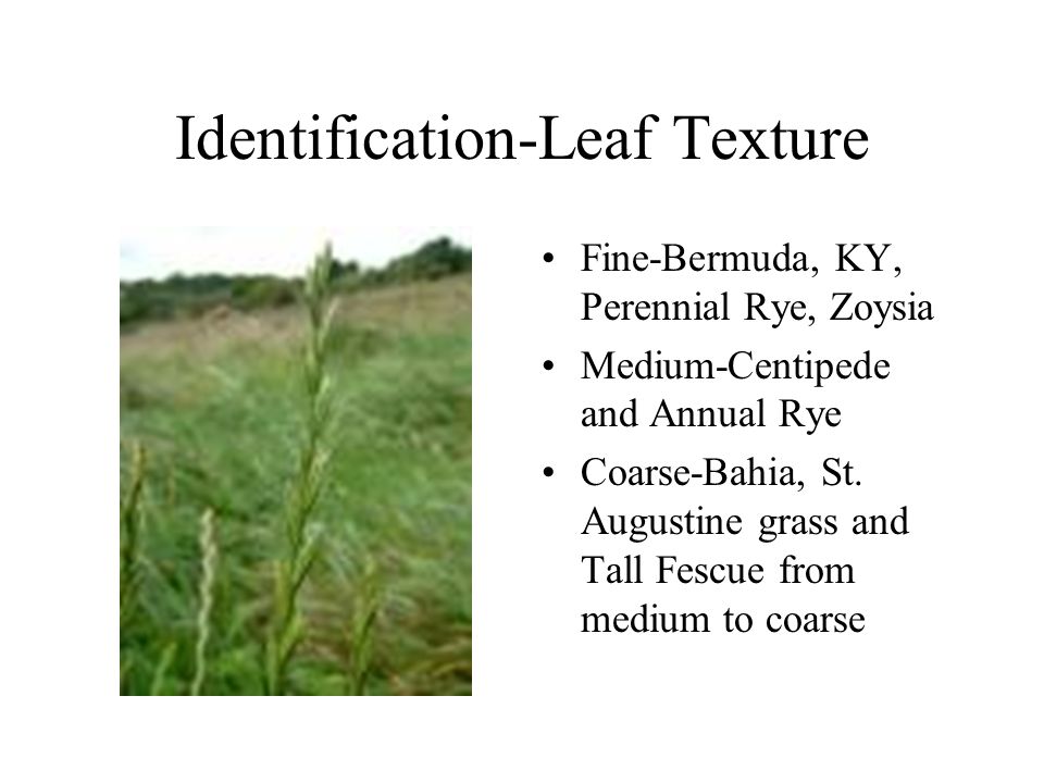 Turfgrass How You Identify Grass Identifying North Carolina Lawn Grass Varieties There Are Three Regions Or Zones Based On Climate Temperature Available Ppt Download
