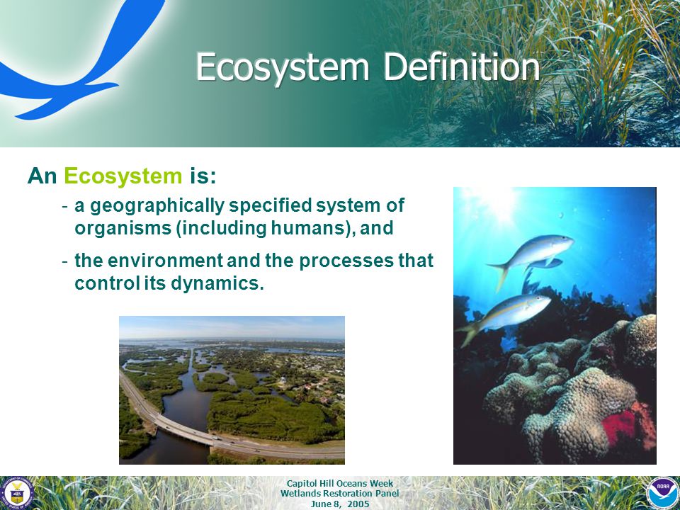 Capitol Hill Oceans Week Wetlands Restoration Panel June 8, 2005 An Ecosystem is: -a geographically specified system of organisms (including humans), and -the environment and the processes that control its dynamics.