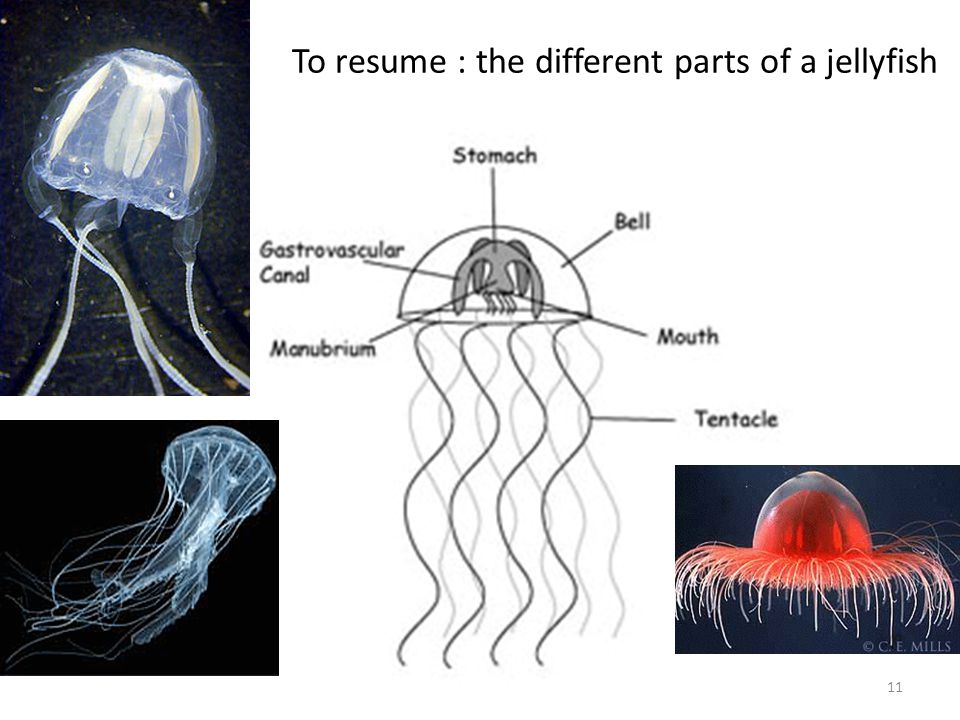 The Box Jellyfish/Sea wasp : one of the most lethal fish By Thibaut Dubédat  - ppt download