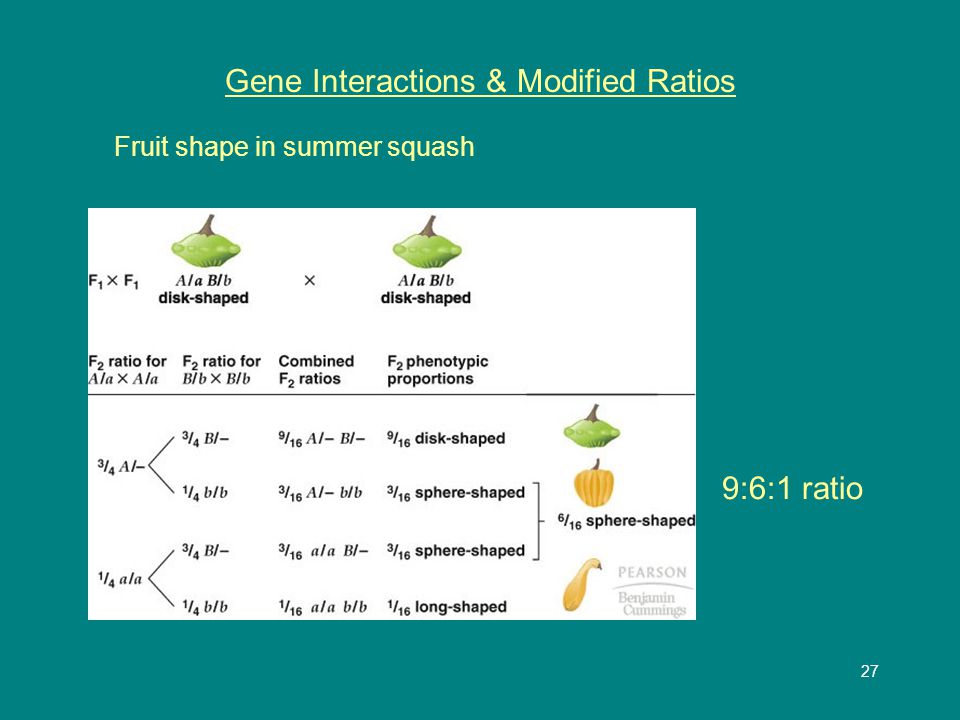 1 Identifying Genes and Defining Alleles Mutant Hunt - independently  isolate number of mutants with identical phenotypes - verify mutant  phenotype is recessive. - ppt download