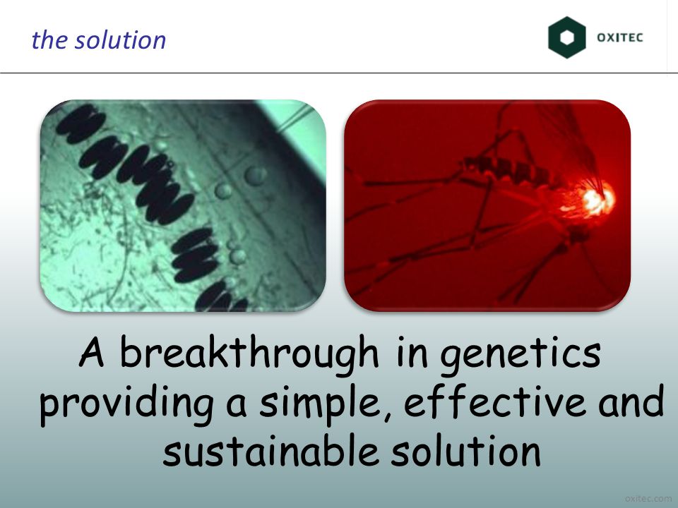 oxitec.com the solution A breakthrough in genetics providing a simple, effective and sustainable solution
