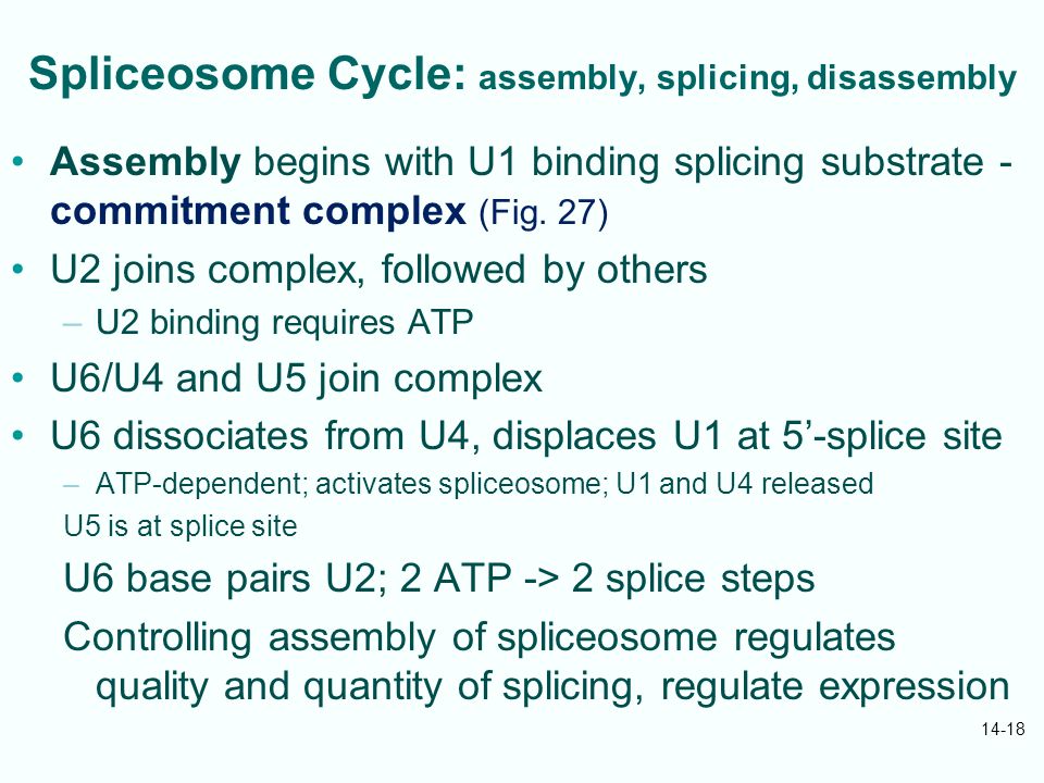 Chapt. 14 Eukaryotic mRNA processing I: splicing Student learning outcomes:  Explain that eukaryotic mRNA precursors are spliced by a lariat, branched  intermediate. - ppt download