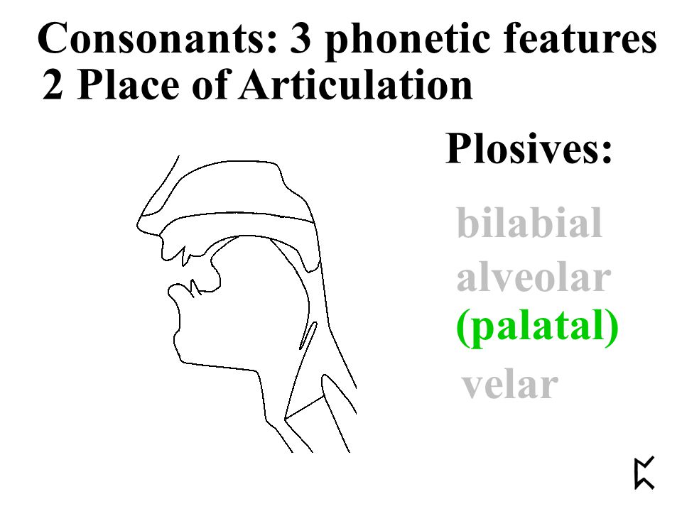 2 Place of Articulation Consonants: 3 phonetic features Plosives: bilabial alveolar velar (palatal)