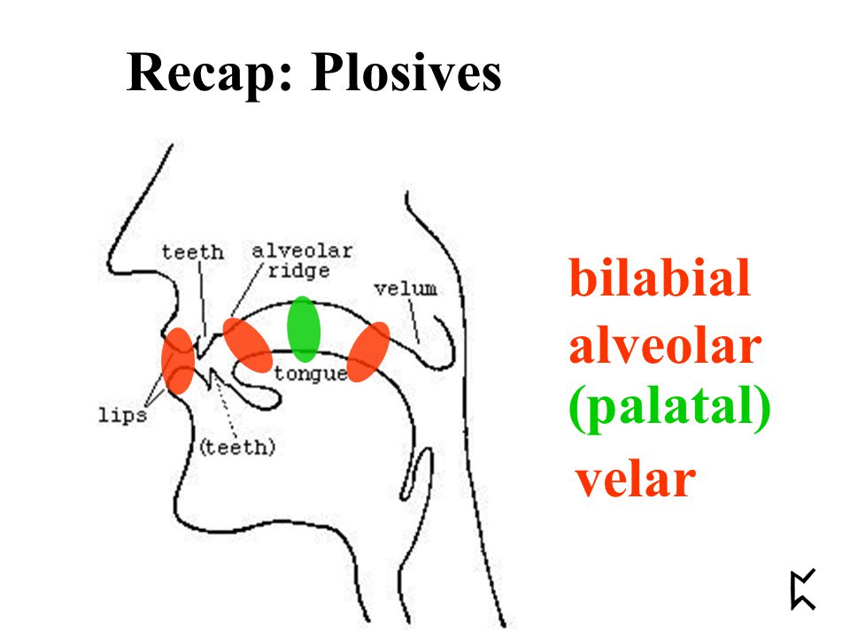 bilabial alveolar velar (palatal) Recap: Plosives