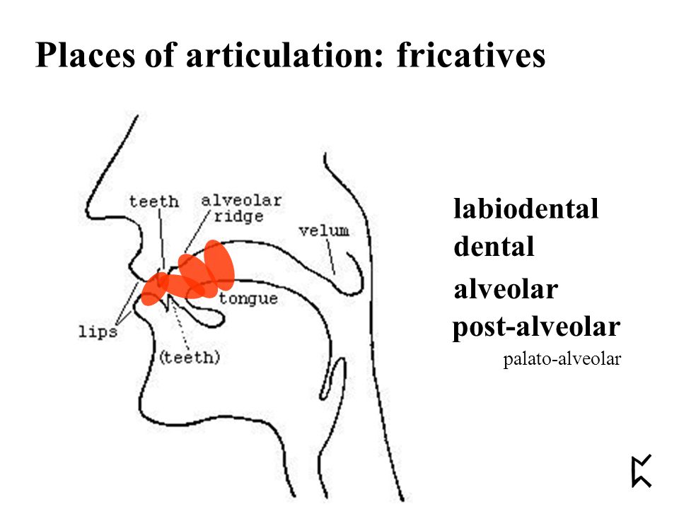 labiodental dental alveolar post-alveolar palato-alveolar Places of articulation: fricatives