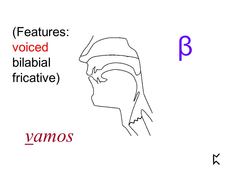 (Features: voiced bilabial fricative) vamos