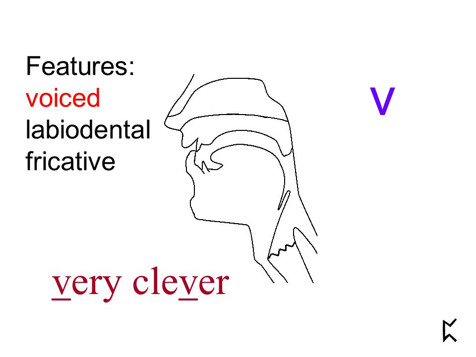 Features: voiced labiodental fricative v very clever