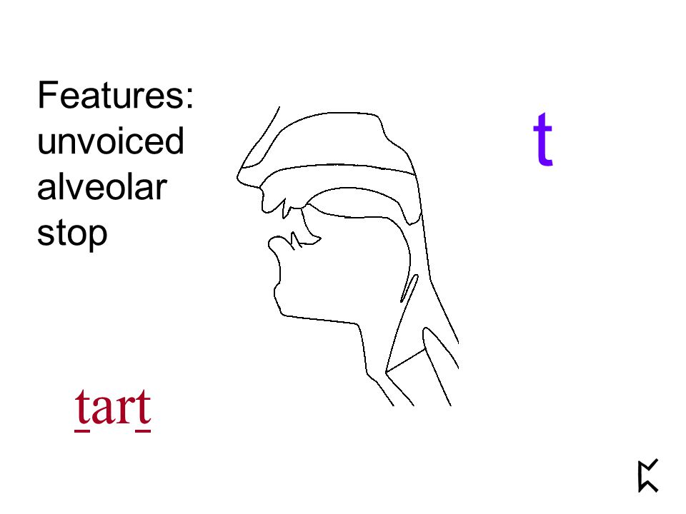 Features: unvoiced alveolar stop t tart