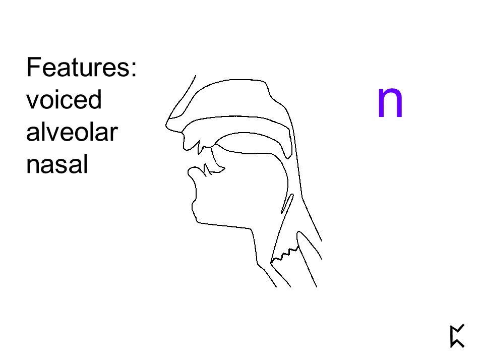 Features: voiced alveolar nasal n