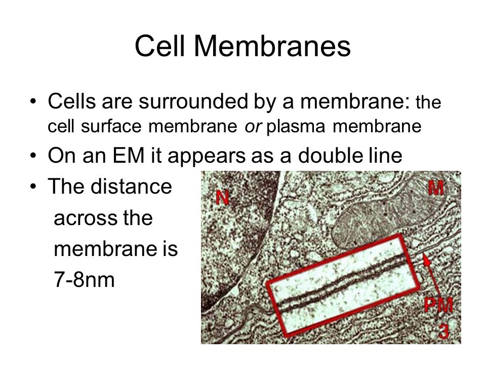 Cell Membranes. Cells are surrounded by a membrane: the cell surface  membrane or plasma membrane On an EM it appears as a double line The  distance across. - ppt download