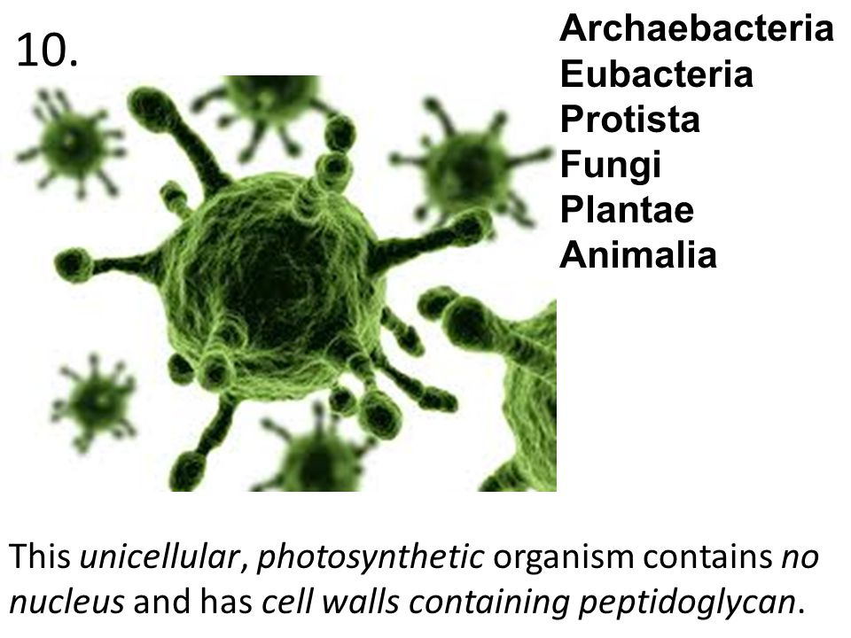 This unicellular, photosynthetic organism contains no nucleus and has cell walls containing peptidoglycan.