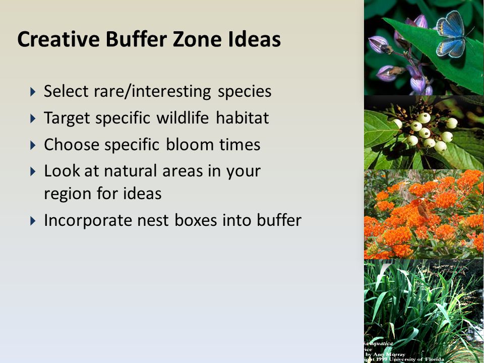 Creative Buffer Zone Ideas  Select rare/interesting species  Target specific wildlife habitat  Choose specific bloom times  Look at natural areas in your region for ideas  Incorporate nest boxes into buffer