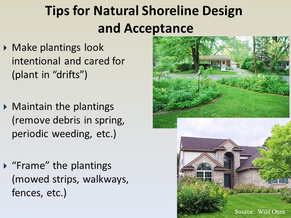 Source: Wild Ones Tips for Natural Shoreline Design and Acceptance  Make plantings look intentional and cared for (plant in drifts )  Maintain the plantings (remove debris in spring, periodic weeding, etc.)  Frame the plantings (mowed strips, walkways, fences, etc.)