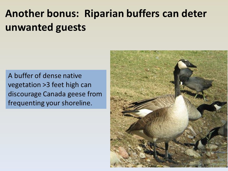Another bonus: Riparian buffers can deter unwanted guests A buffer of dense native vegetation >3 feet high can discourage Canada geese from frequenting your shoreline.