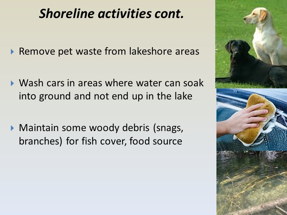 Shoreline activities cont.