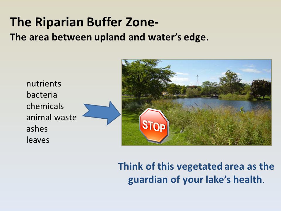 The Riparian Buffer Zone- The area between upland and water’s edge.