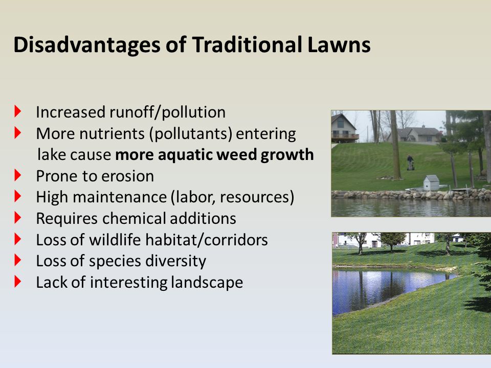  Increased runoff/pollution  More nutrients (pollutants) entering lake cause more aquatic weed growth  Prone to erosion  High maintenance (labor, resources)  Requires chemical additions  Loss of wildlife habitat/corridors  Loss of species diversity  Lack of interesting landscape Disadvantages of Traditional Lawns