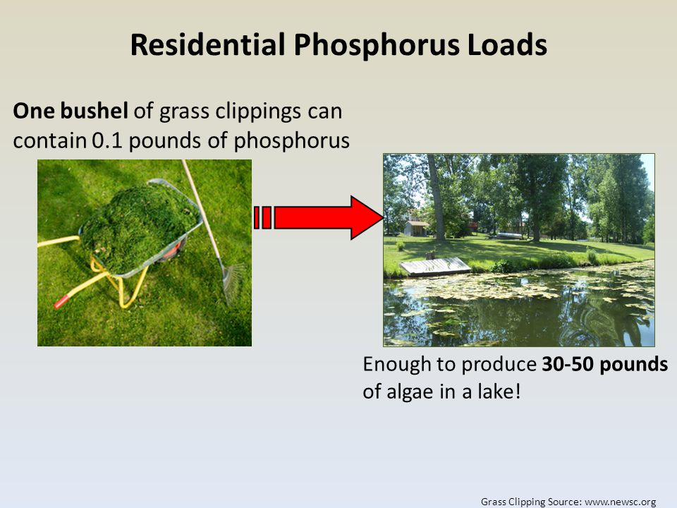 One bushel of grass clippings can contain 0.1 pounds of phosphorus Enough to produce pounds of algae in a lake.