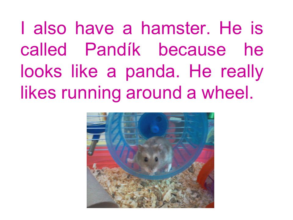 I also have a hamster. He is called Pandík because he looks like a panda.