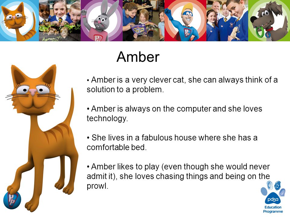Amber Amber is a very clever cat, she can always think of a solution to a problem.