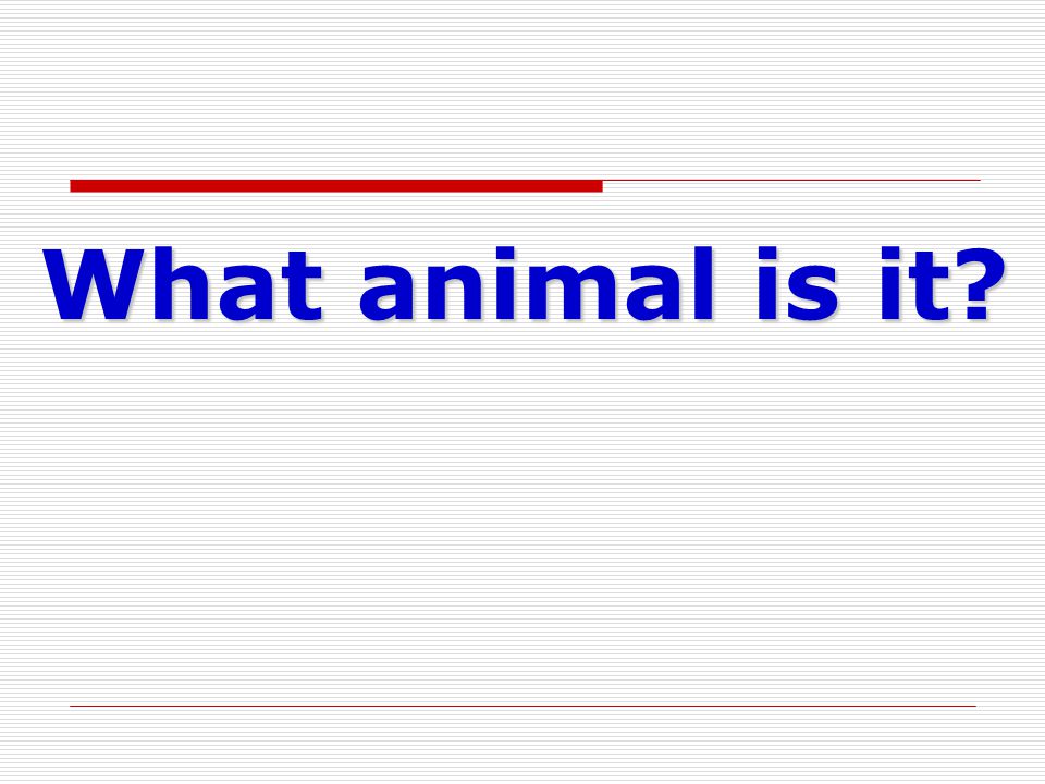 What animal is it