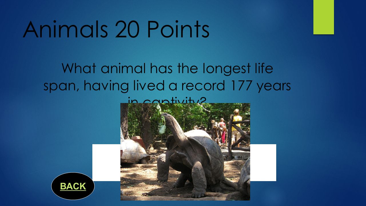 Riddles about a frog - we develop imagination of the child 35 Riddles about a frog - we develop imagination of the child 18