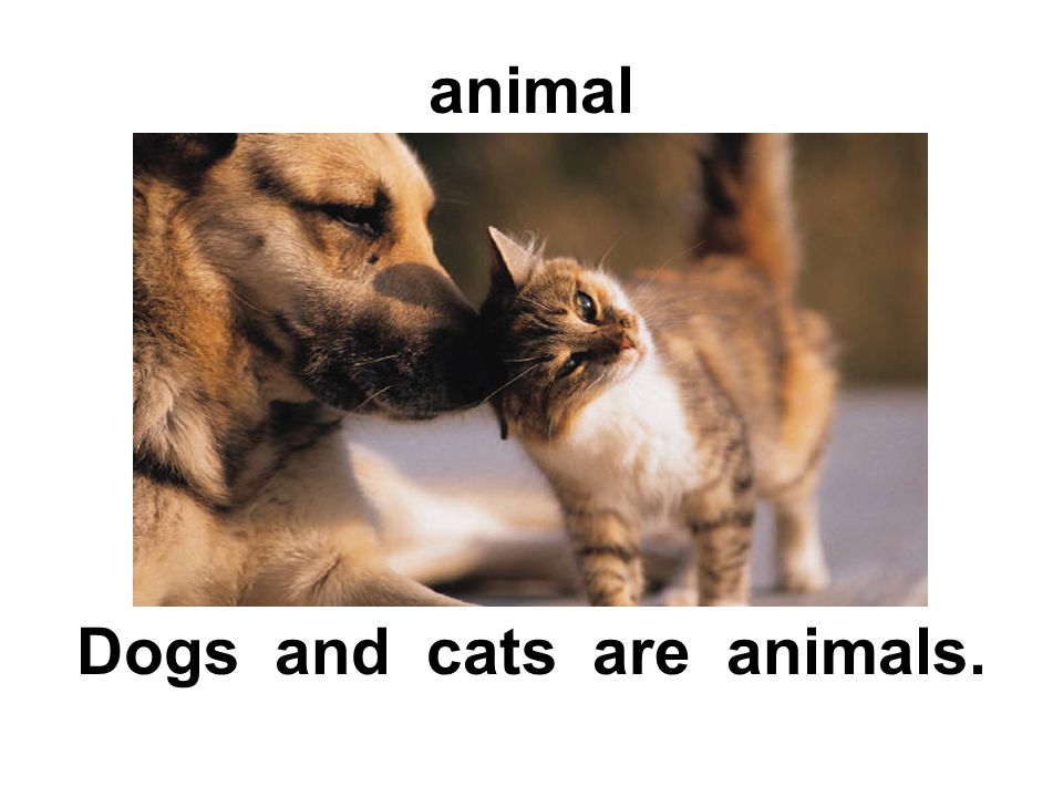 animal Dogs and cats are animals.