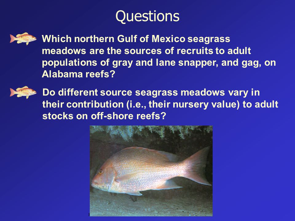 Questions Which northern Gulf of Mexico seagrass meadows are the sources of recruits to adult populations of gray and lane snapper, and gag, on Alabama reefs.