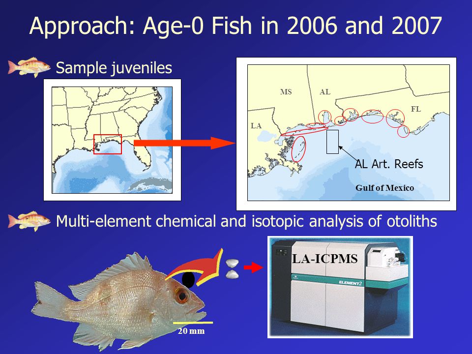 Approach: Age-0 Fish in 2006 and 2007 Sample juveniles Multi-element chemical and isotopic analysis of otoliths LA-ICPMS 20 mm MS LA AL FL Gulf of Mexico AL Art.