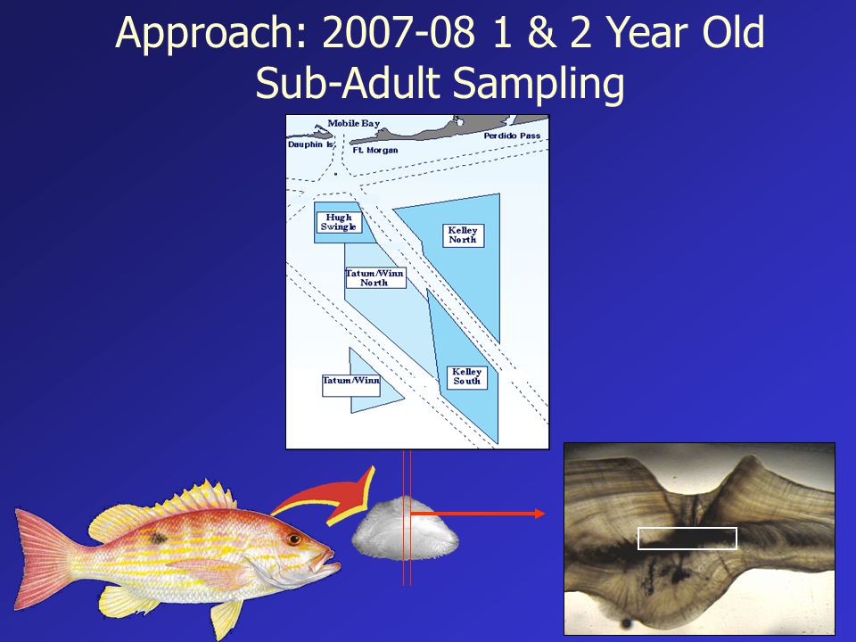 Approach: & 2 Year Old Sub-Adult Sampling
