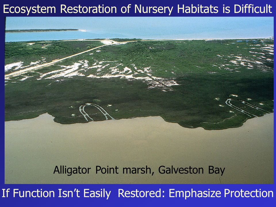 Ecosystem Restoration of Nursery Habitats is Difficult Alligator Point marsh, Galveston Bay If Function Isn’t Easily Restored: Emphasize Protection