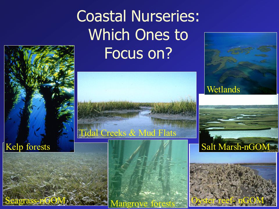 Tidal Creeks & Mud Flats Seagrass-nGOM Mangrove forests Coastal Nurseries: Which Ones to Focus on.