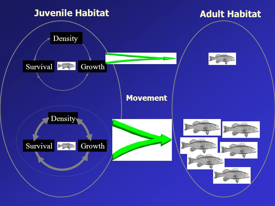Growth Density Survival Juvenile Habitat Adult Habitat Movement Growth Density Survival