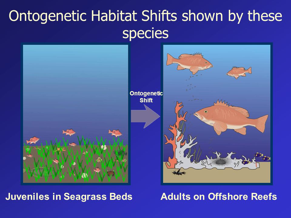 Ontogenetic Habitat Shifts shown by these species Juveniles in Seagrass BedsAdults on Offshore Reefs Ontogenetic Shift