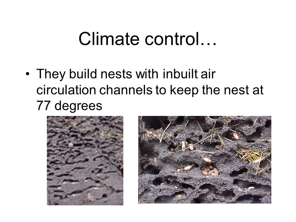 Climate control… They build nests with inbuilt air circulation channels to keep the nest at 77 degrees