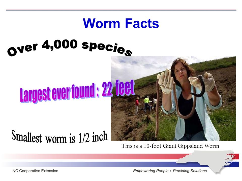 Marcel Bouche’s Categories of Worms Epigeic – (e-pi-‘jee-ik) types live at soil surface in decaying plant or animal residues Endogeic – (en-doe-jee-ik) types live underground and eat soil to extract nutrition from degraded organic residues Anecic – (an-ee-sik) types burrow deep in the soil but come to the surface at night to forage for freshly decaying organic matter