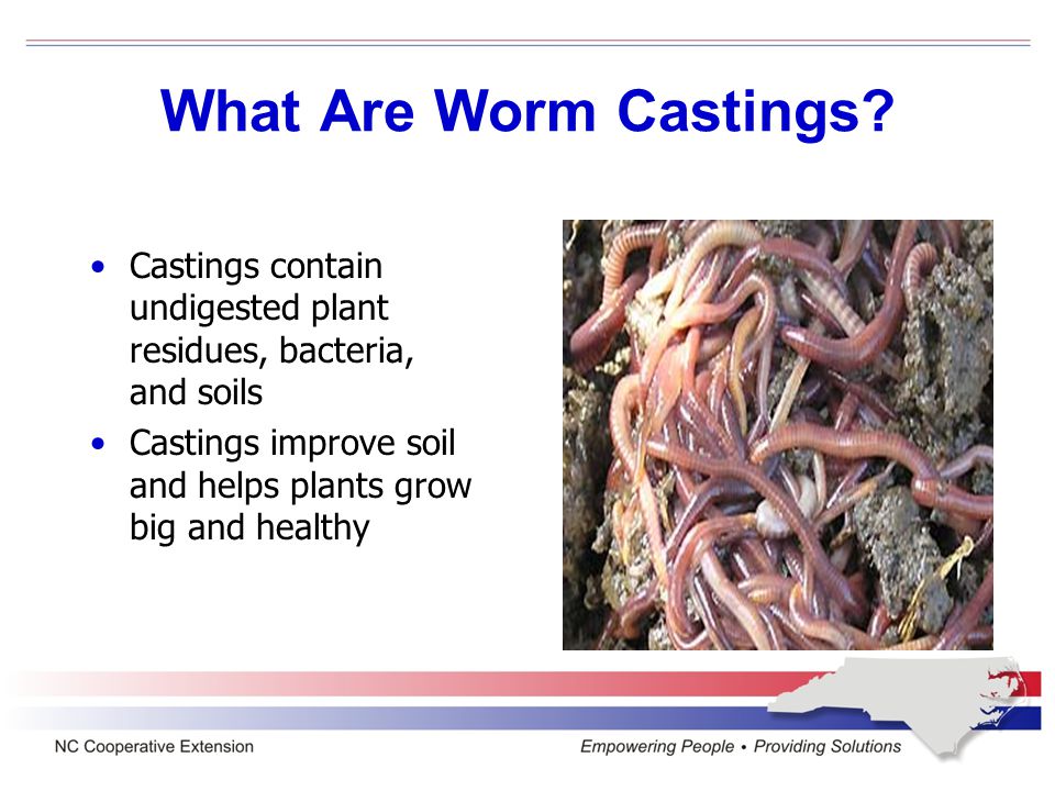 Microorganisms help to decompose the organic matter in the worm bin Organic matter that worms eat passes through their digestive tract and is excreted as castings Worms and castings