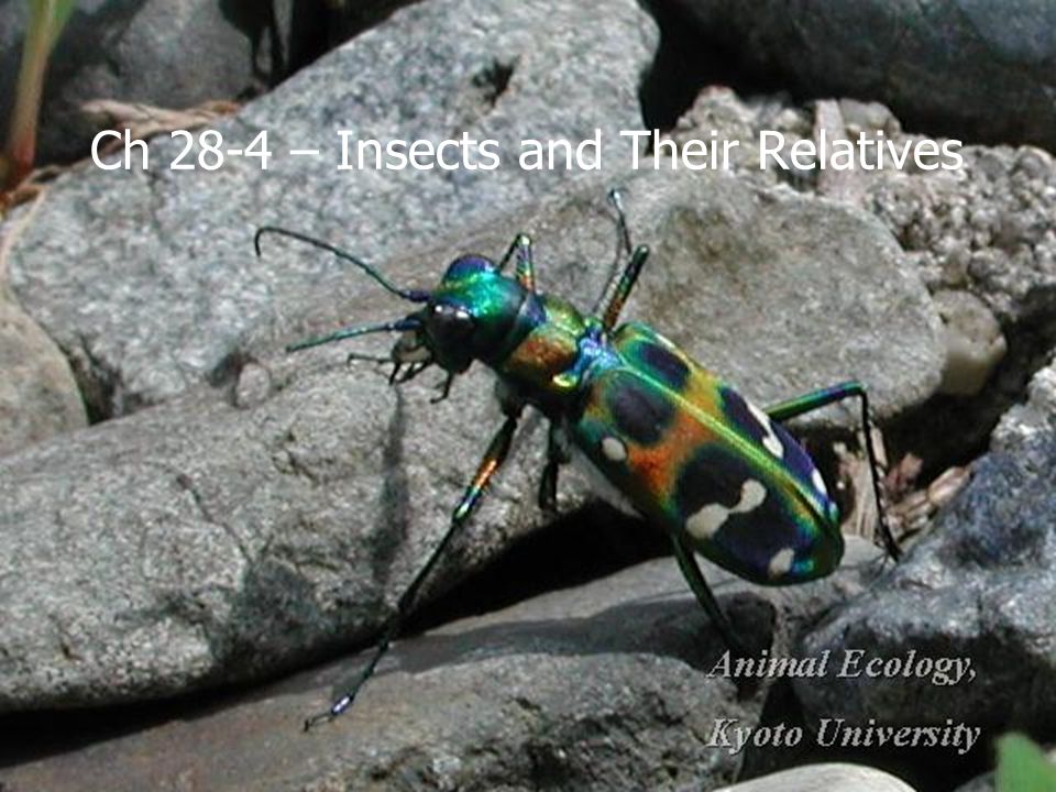 Ch 28-4 – Insects and Their Relatives