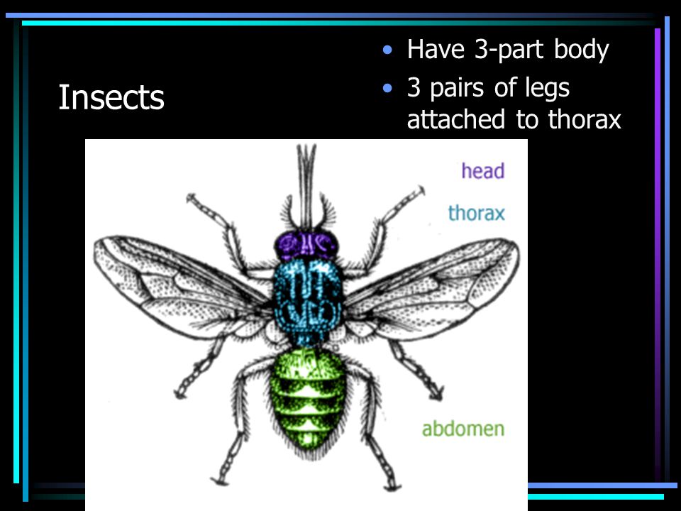 Insects Have 3-part body 3 pairs of legs attached to thorax