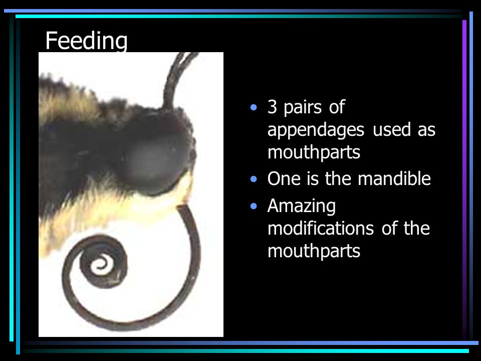 Feeding 3 pairs of appendages used as mouthparts One is the mandible Amazing modifications of the mouthparts