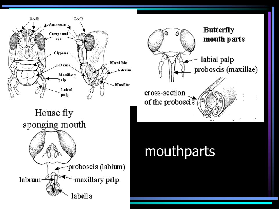 mouthparts