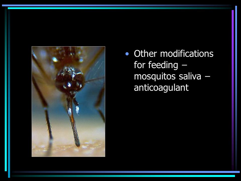 Other modifications for feeding – mosquitos saliva – anticoagulant