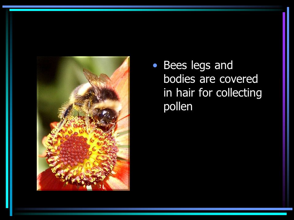 Bees legs and bodies are covered in hair for collecting pollen