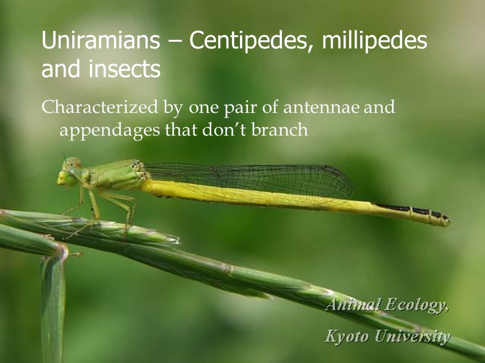 Uniramians – Centipedes, millipedes and insects Characterized by one pair of antennae and appendages that don’t branch