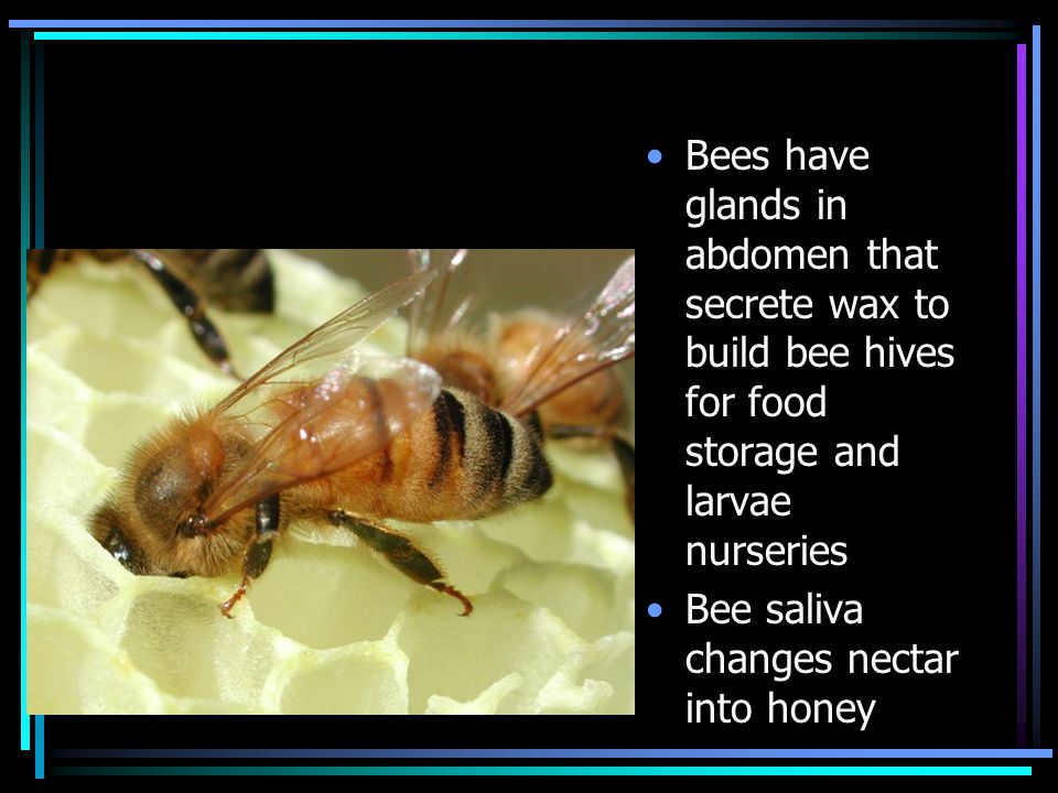 Bees have glands in abdomen that secrete wax to build bee hives for food storage and larvae nurseries Bee saliva changes nectar into honey