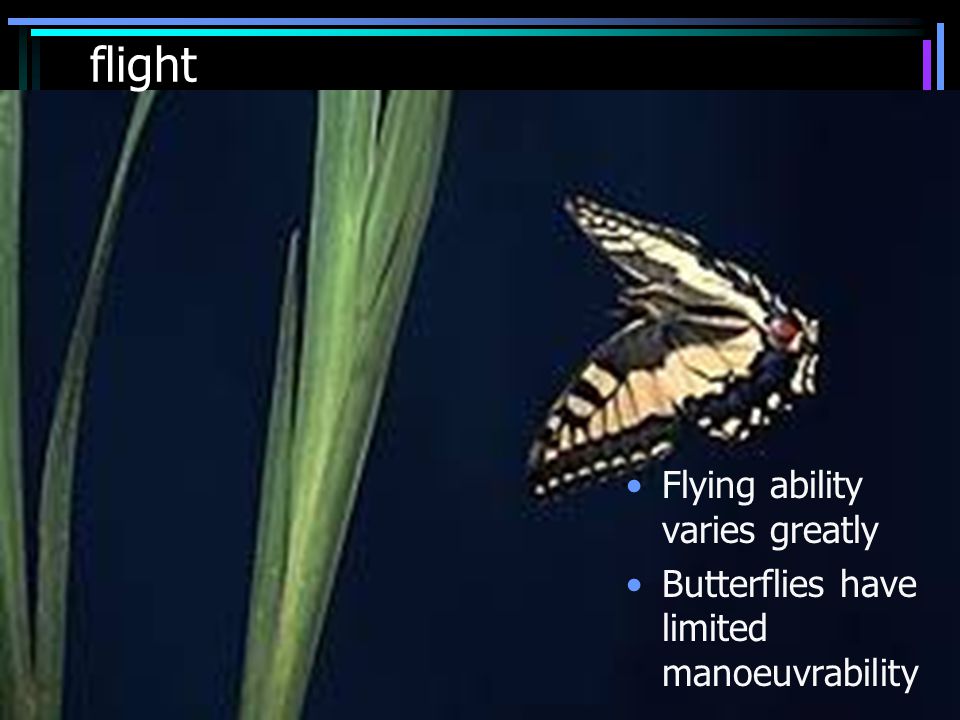 flight Flying ability varies greatly Butterflies have limited manoeuvrability