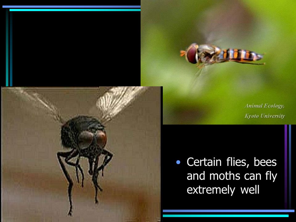 Certain flies, bees and moths can fly extremely well