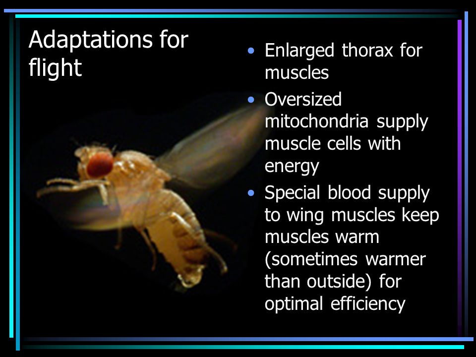 Adaptations for flight Enlarged thorax for muscles Oversized mitochondria supply muscle cells with energy Special blood supply to wing muscles keep muscles warm (sometimes warmer than outside) for optimal efficiency