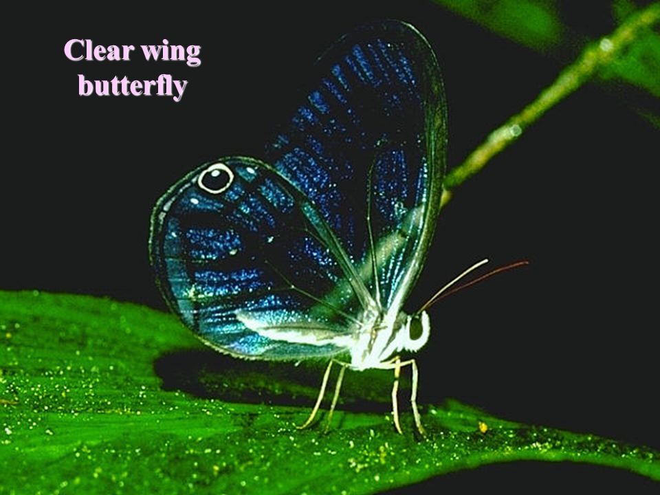 Clear wing butterfly