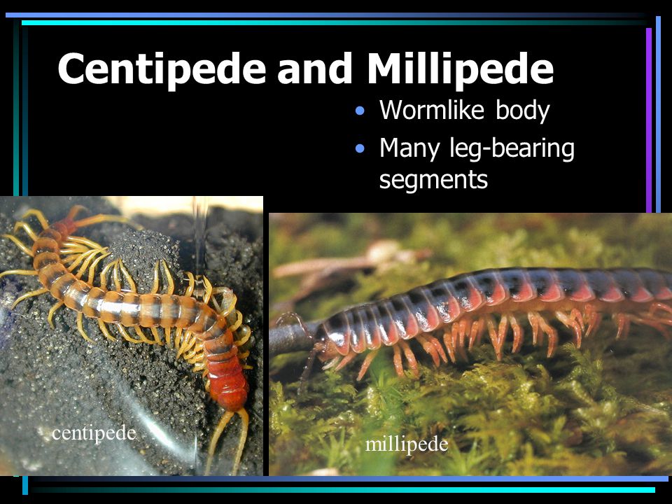 Centipede and Millipede Wormlike body Many leg-bearing segments centipede millipede